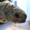 Z želviččina fotoalba: Želvička z profilu